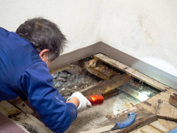 Best Mold Remediation  in Shawneeland, VA
