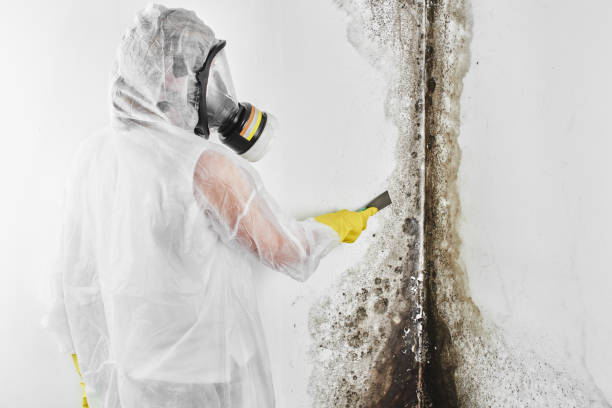 Best Same-Day Mold Removal  in Shawneeland, VA