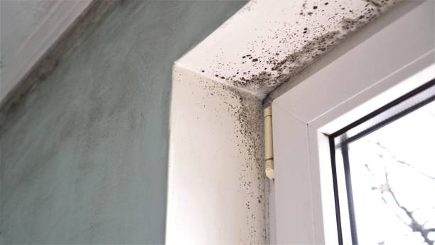 Best Fast Mold Removal  in Shawneeland, VA