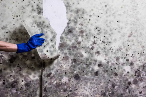 Water Damage Restoration in Shawneeland, VA