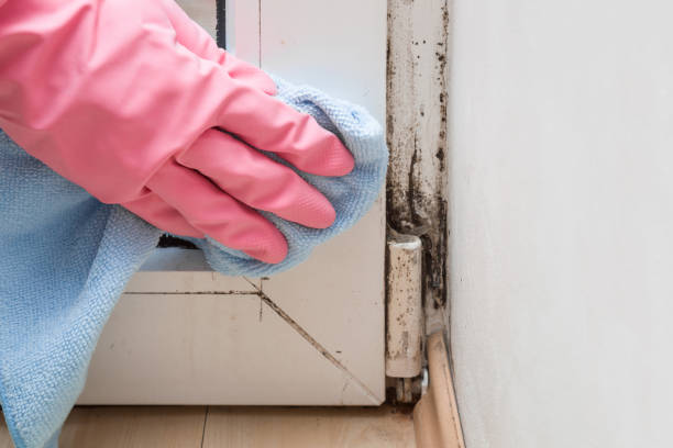 Best Toxic Mold Removal  in Shawneeland, VA