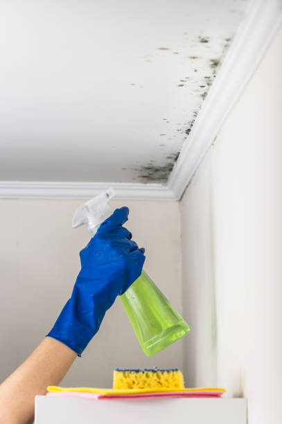 Best Attic Mold Removal  in Shawneeland, VA