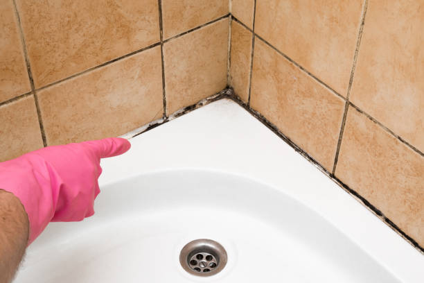 Professional Mold Removal in Shawneeland, VA